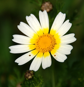 PICT2917 small flower.jpg - 81768 Bytes